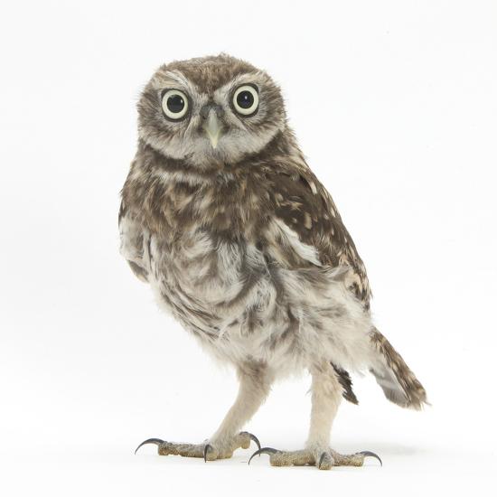 Portrait of a Young Little Owl (Athene Noctua)