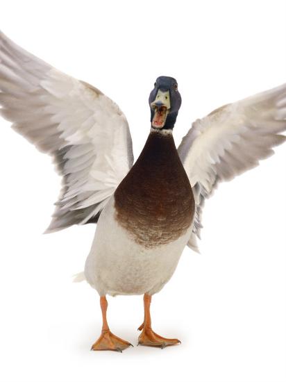 Male Mallard Flapping Wings and Calling (Anas Platyrhynchos), UK