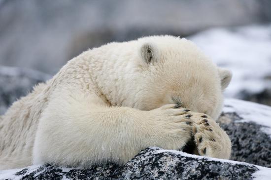 Polar Bear (Ursus Maritimus) with Paws Covering Eyes, Svalbard, Norway, September 2009