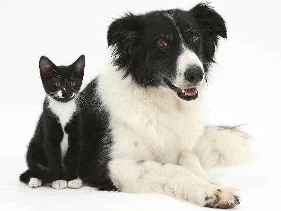 Black-And-White Border Collie Bitch, with Black-And-White Tuxedo Kitten, 10 Weeks