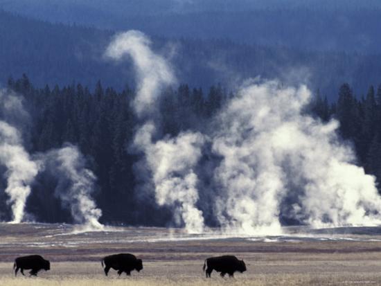 Landscape with Bison and Steam from Geysers, Yellowstone National Park, Wyoming Us