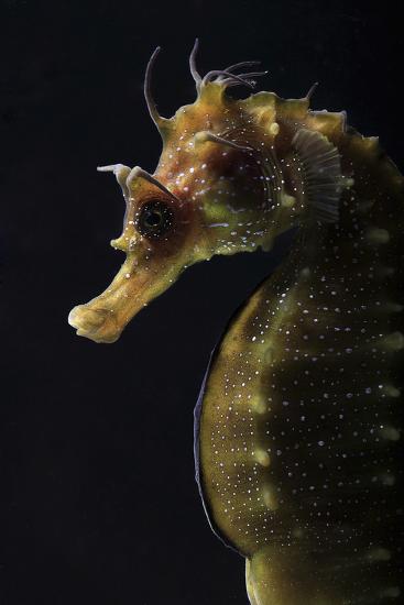 Long Snouted Seahorse (Hippocampus Guttulatus)