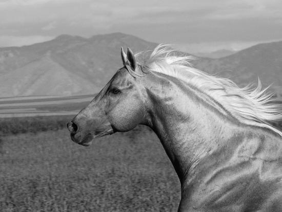 Palomino Quarter Horse Stallion, Head Profile, Longmont, Colorado, USA