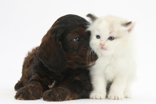 Cockerpoo Puppy and Ragdoll-Cross Kitten