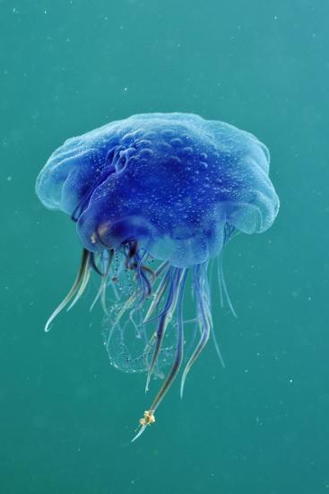 Blue Jellyfish (Cyanea Lamarckii), Feeding on Small Plankton, Lundy Island, Devon, UK
