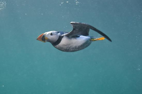 Puffin (Fratercula Arctica) Swimming Underwater, Farne Islands, Northumberland, UK, July