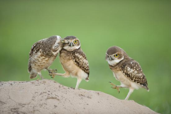 Two Newly Fledged Burrowing Owl Chicks (Athene Cunicularia), Pantanal, Brazil