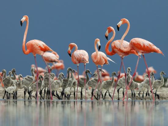 Caribbean Flamingo (Phoenicopterus Ruber) Adults Guarding Chick