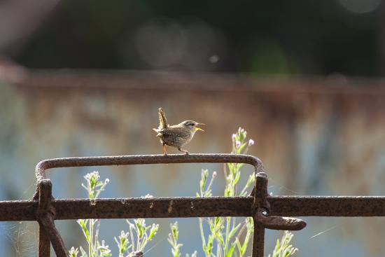 Wren (Troglodytes Troglodytes) Perched and Singing on Old Farm Machinery, Norfolk, England, July