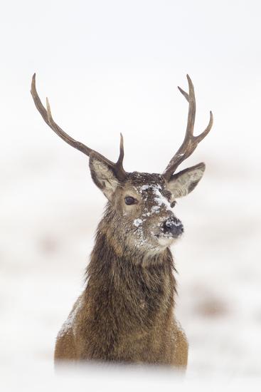 Red Deer Stag (Cervus Elaphus) Portrait in Snowy Moorland, Cairngorms Np, Scotland, UK, December