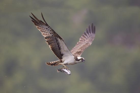 Osprey (Pandion Haliaeetus) in Flight, Fishing at Dawn, Rothiemurchus, Cairngorms Np, Scotland, UK