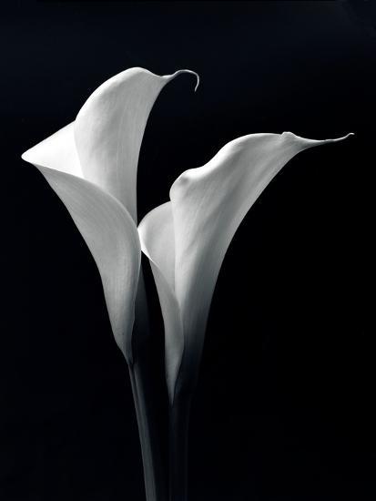 Close-Up of Rose Flower against Black Background