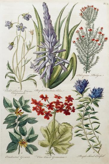 Botanical Print of Various Flowers by J. Hill