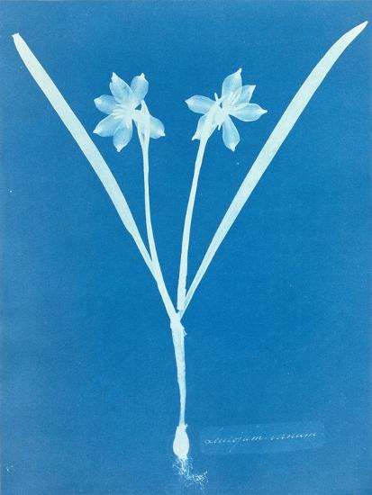 Leucojam Varium by Anna Atkins and Anne Dixon