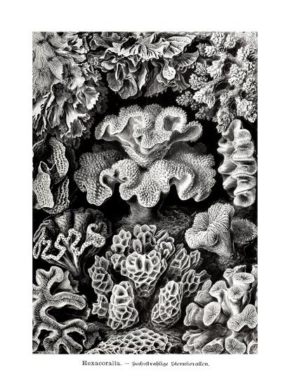 ERNST HAECKEL ART - 19Th Century - Hexacoralla - Corals