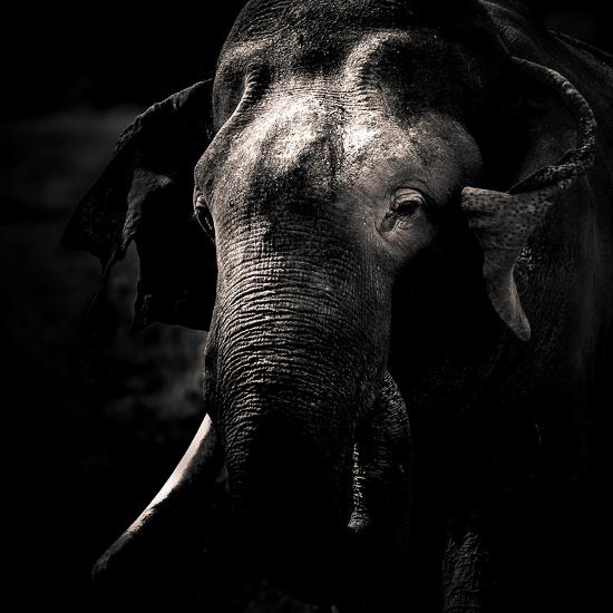 Fine Art black and white photography of a male elephant