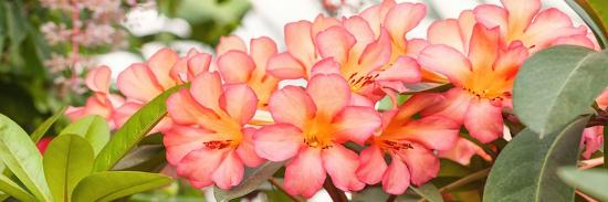 Bouquet of Blooming Hawaiian Tropical Pink Flowers Plumeria. Nature Floral Background.