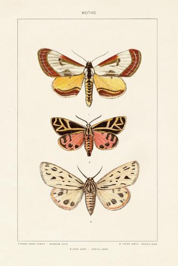 Vintage Moths II