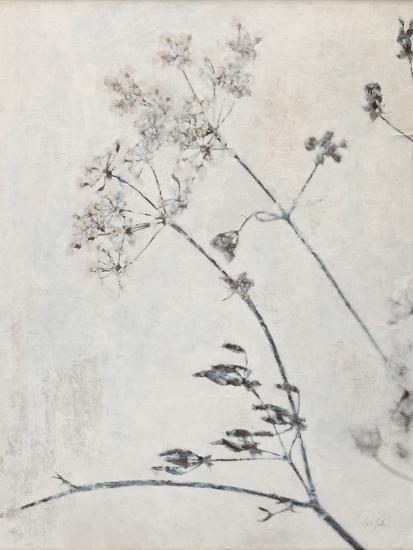 Queen Anne's Lace