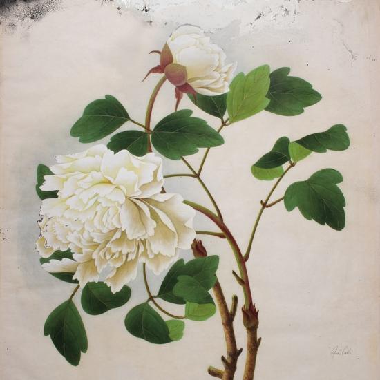 Pure Peony