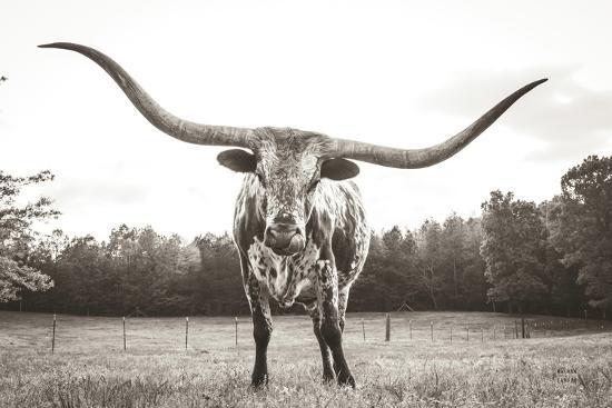 Longhorn Final BW