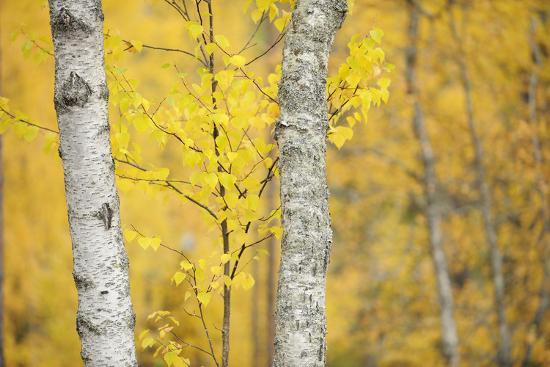 Birch Trees (Betula Verrucosa or Pubescens) Oulanka, Finland, September 2008