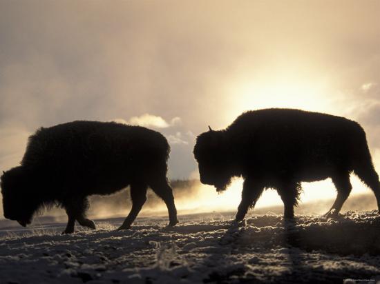 Two Bison Silhouetted Against Rising Sun, Yellowstone National Park, Wyoming, USA