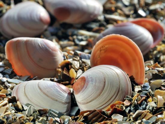 Baltic Tellin Shells on Beach, Belgium