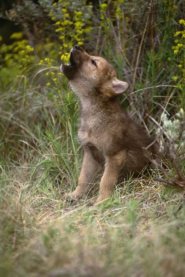 Grey Wolf Pup Howling (Canis Lupus) Captive, Montana, USA