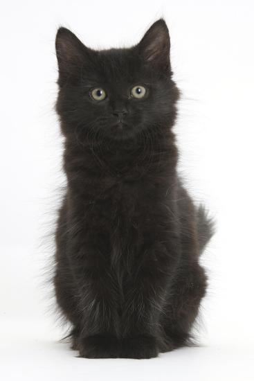 Fluffy Black Kitten, 9 Weeks Old, Sitting