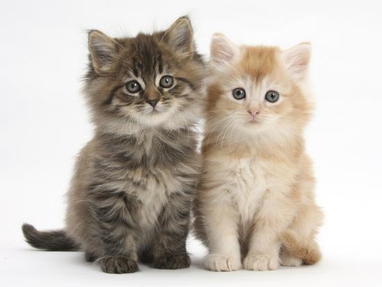 Maine Coon Kittens, 7 Weeks, Showing Different Colours