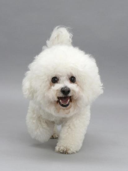 Bichon Frise Walking Forward