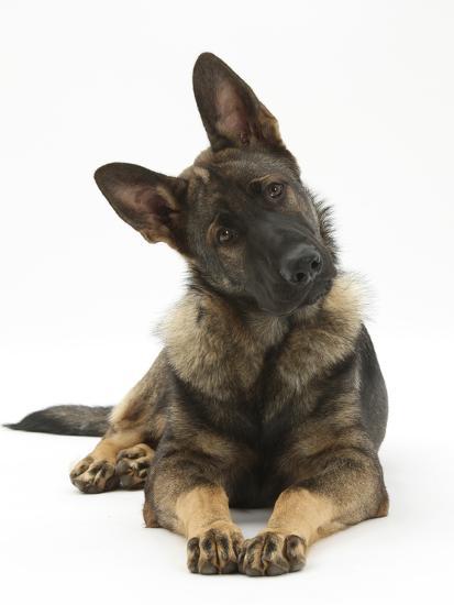 German Shepherd Dog Looking Inquisitively with Tilted Head