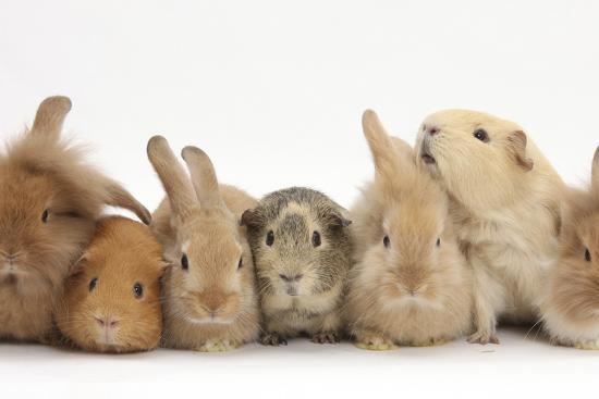 Assorted Sandy Rabbits and Guinea Pigs
