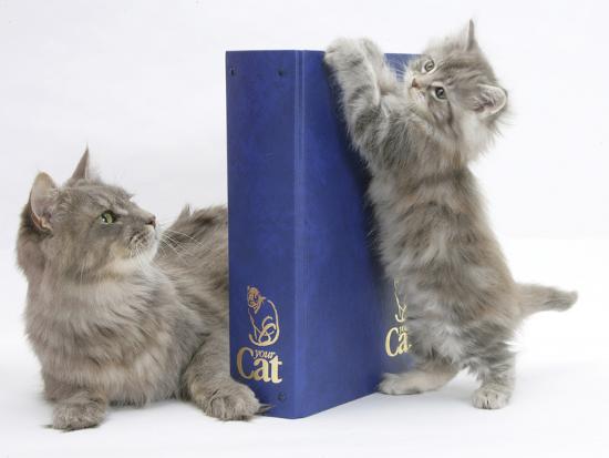 Maine Coon Mother Cat, Serafin, with Kitten Reaching with Paws on 'Your Cat' Binder