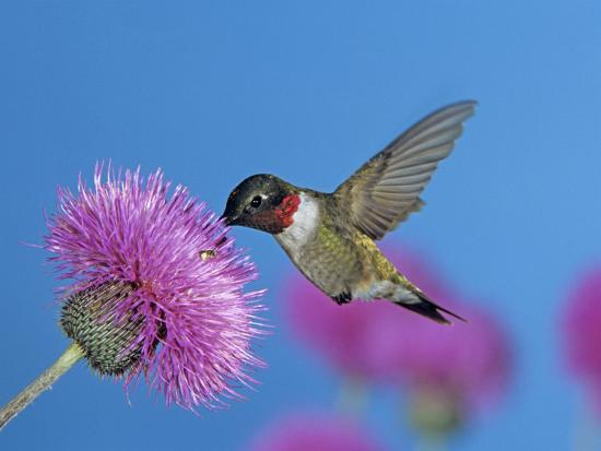 Ruby Throated Hummingbird, Feeding from Flower, USA