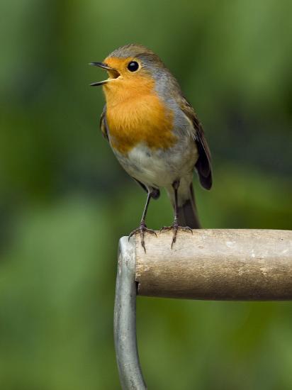 Robin Sitting on a Garden Fork Handle Singing, Hertfordshire, England, UK