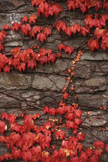Virginia Creeper (Parthenocissus Quinquefolia) on Stone Wall. UK, Europe