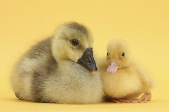 Yellow Gosling and Duckling on Yellow Background