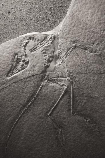 Dinosaur Fossil (Archeopteryx Litographica) At The Royal Tyrrell Museum, Drumheller, Alberta