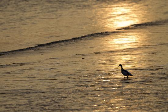 Sunrise over Coastal Mudflats with Shelduck Feeding, Campfield Marsh, Solway Firth, Cumbria, UK