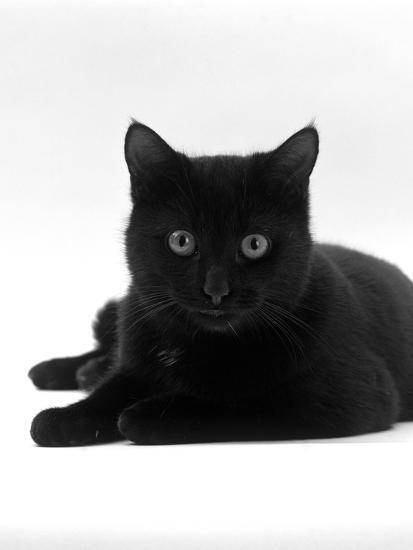 Domestic Cat, Young Black Male