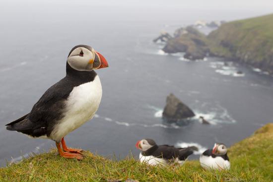 Atlantic Puffin (Fratercula Artica) Adults on Breeding Cliffs. Hermaness Nnr, Shetland, UK, June