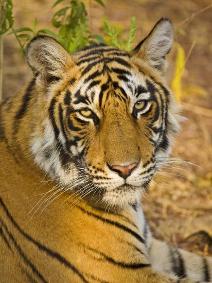 Bengal Tiger Resting Portrait, Ranthambhore Np, Rajasthan, India