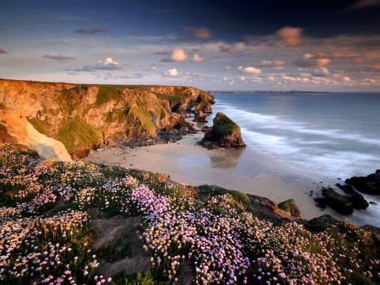 Bedruthan Steps on Cornish Coast, with Flowering Thrift, Cornwall, UK
