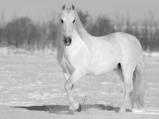 Grey Andalusian Stallion Portrait in Snow, Longmont, Colorado, USA