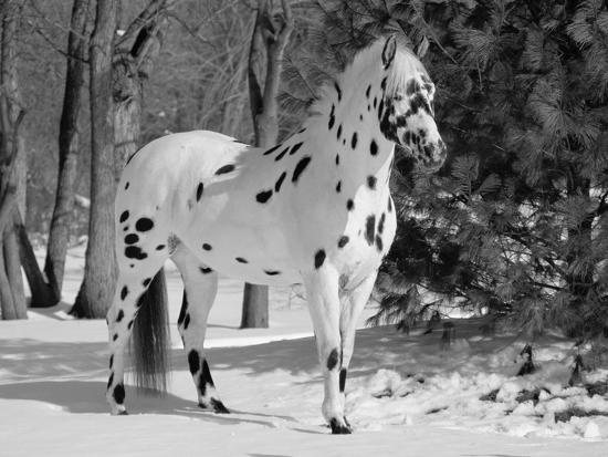 Appaloosa Horse in Snow, Illinois, USA