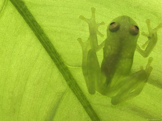 Glass Frog, Amazonia, Se Ecuador